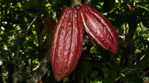 cocoa pods