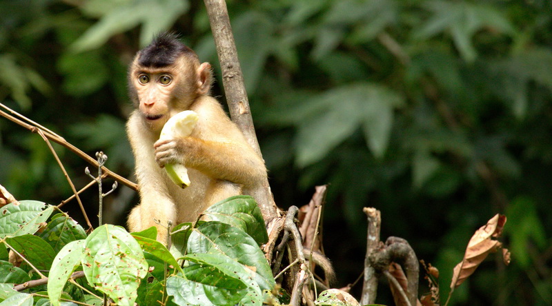 Makake mit Banane © Rima Suharkat