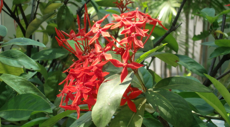 Ixora casei (Rubiaceae) © Staphan Keil