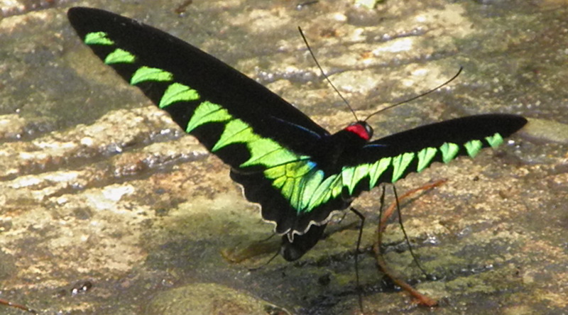 Farbenfroher Schmetterling