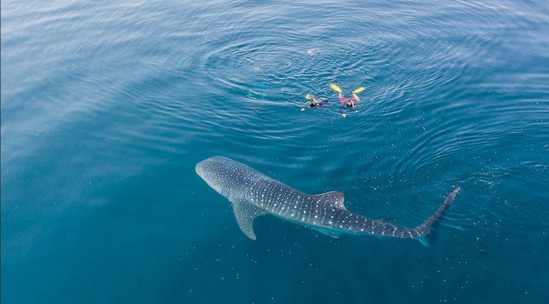 Whale Shark (Rhincodon typus) © Wonderful Indonesia