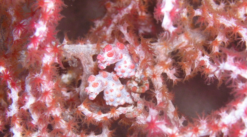 Pygmy Seahorse © Oliver C. Thornton