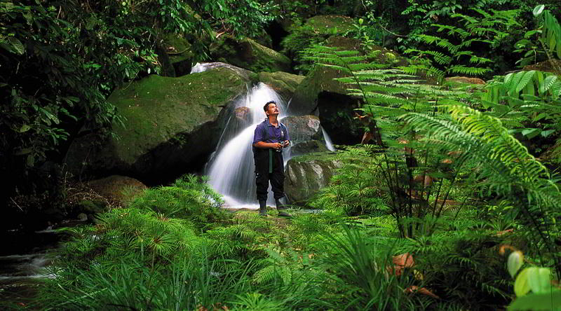 Rainforest in Brunei © David Kirkland, Sabah Tourism