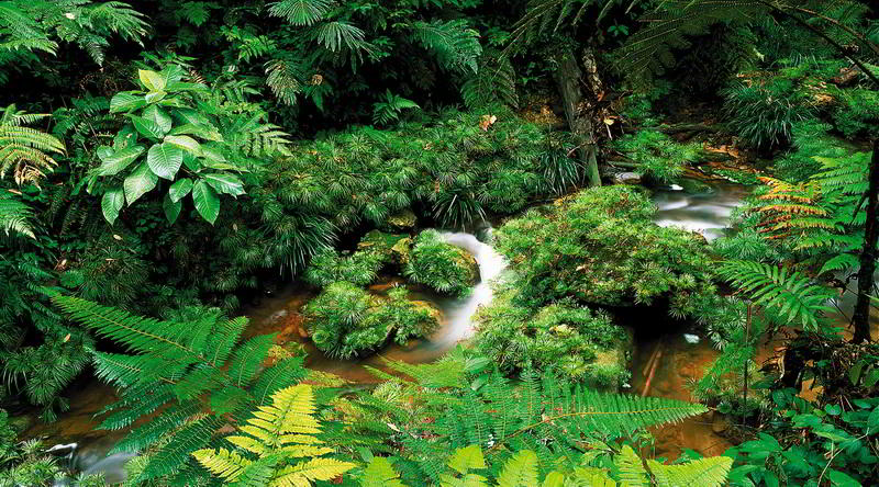 Fluss im Dschungel © David Kirkland, Sabah Tourism