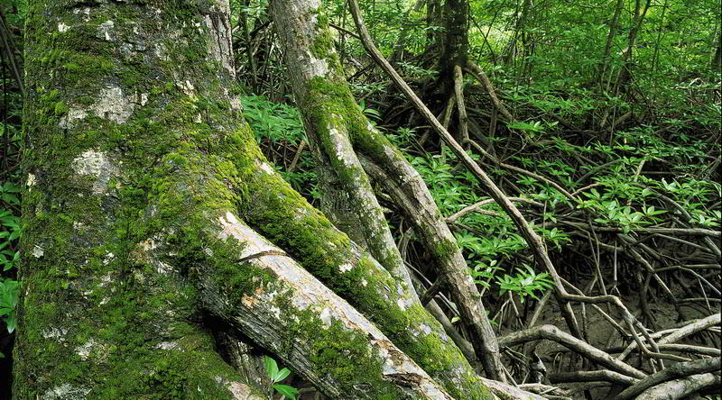 Pulau Selirong Woods © David Kirkland, Sabah Tourism