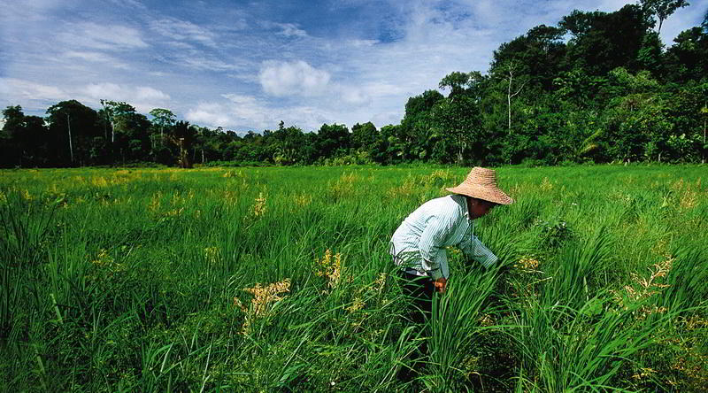 Rice Farmer Brunei © David Kirkland, Sabah Tourism