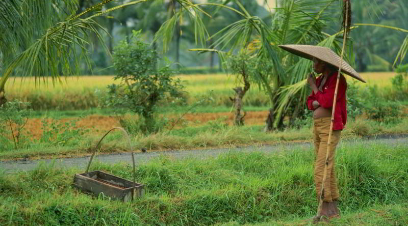 Ein Reisbauer macht Pause