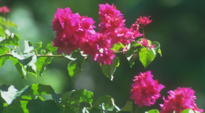 Bougainvillea