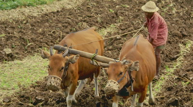 Farmer working the field