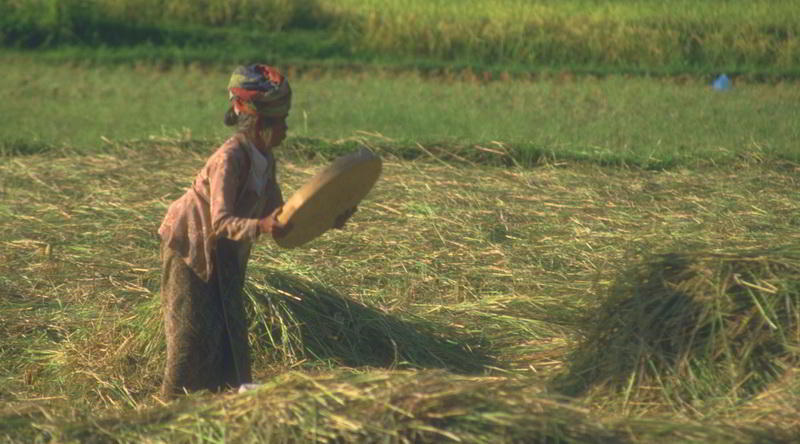 Rice Harvest Bali