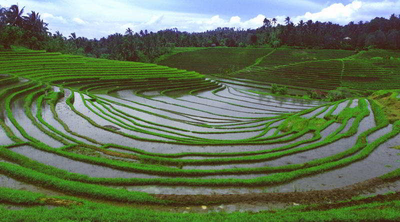 Rice terrace Bali