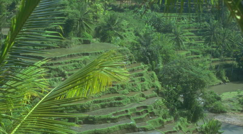 Reisterrassen in Ost-Bali