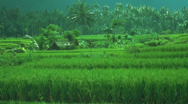 Fruchtbare Vulkanlandschaft in Bali