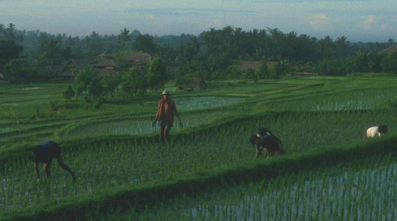 Reisbauern bei der täglichen Arbeit auf den Feldern