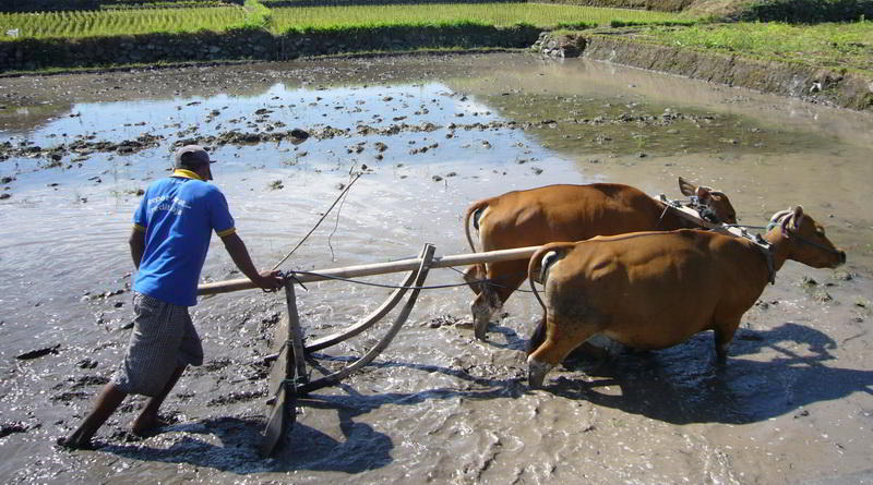 Balinese Farmer © Puri Dajuma Cottages