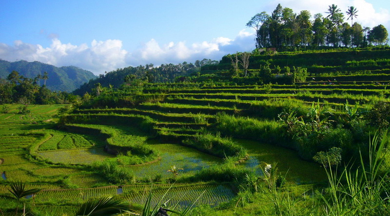 Reisterrassen auf Bali