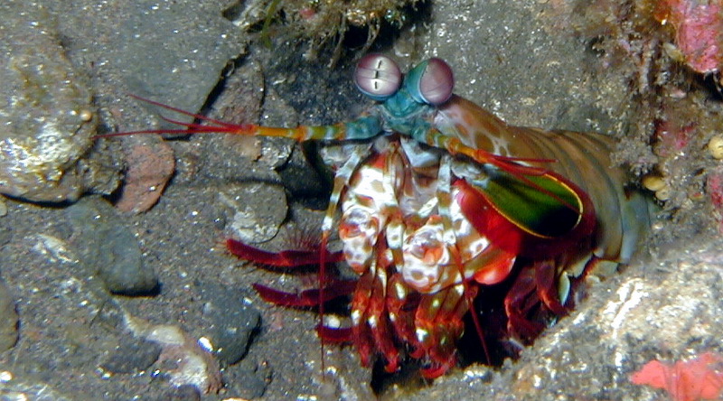 Clown-Fangschreckenkrebs (Odontodactylus scyllarus) © Oliver C. Thornton