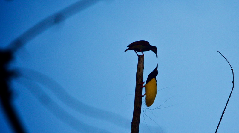  Zwölffädiger Paradiesvogel (Seleucidis melanoleuca) © Weiglein