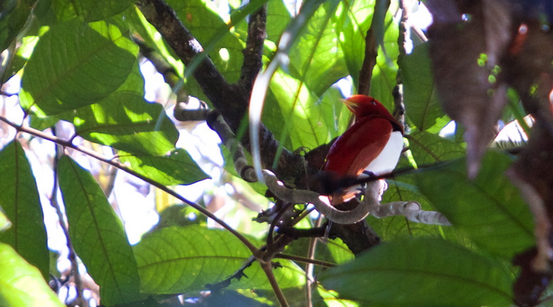 King bird-of-Paradise © Weiglein