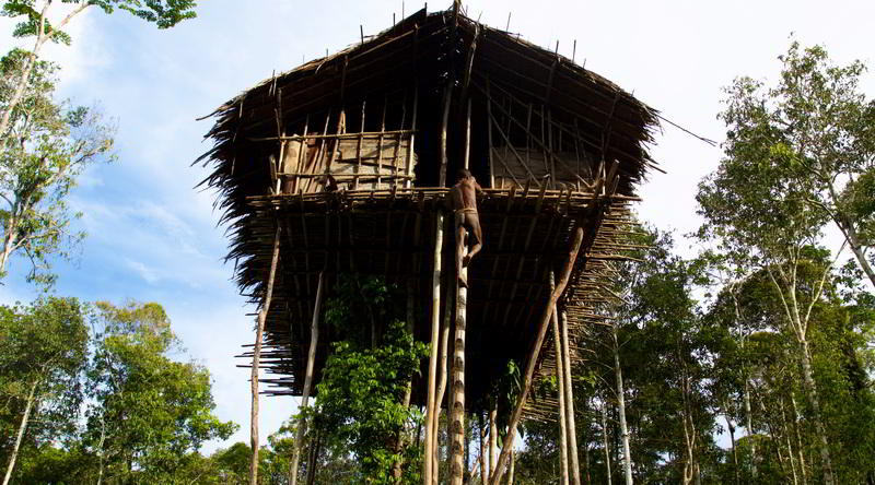 Kuruwai Tree house © Weiglein