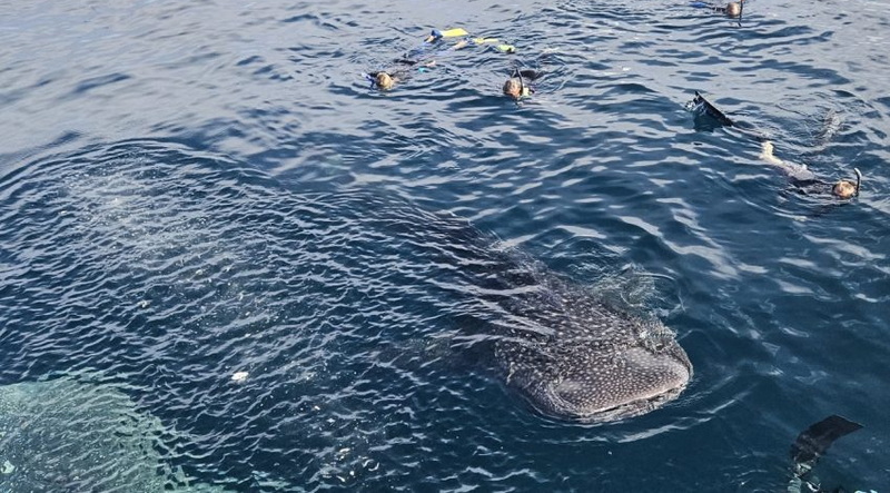 Whale Shark (Rhincodon typus) © Travel Papua