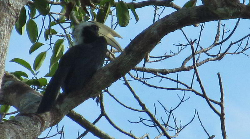 Black Hornbill (Anthrcoceros malayanus) © Rima Suharkat