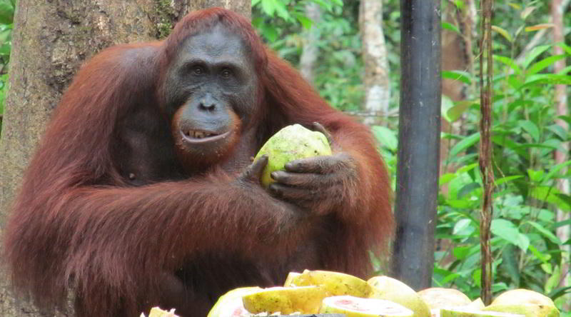 Orangutan at Tanjung Puting © Rima Suharkat