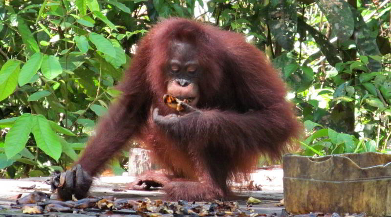 Orang-Utan in Tanjung Puting © Rima Suharkat