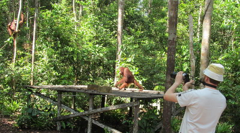 Orang-Utan in Tanjung Puting © Rima Suharkat