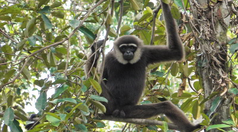 Weißbartgibbon (Hylobates albibarbis) © Oliver C. Thornton