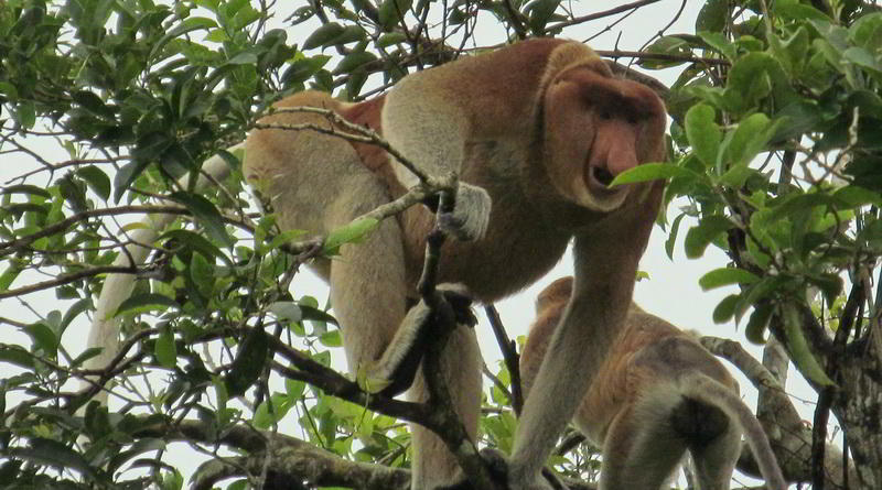 Proboscis Monkey © Rima Suharkat