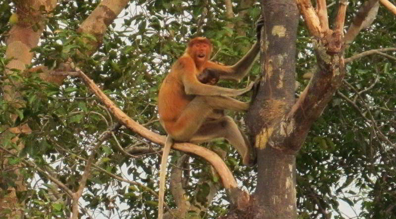 Proboscis monkey at Tanjung Puting © Rima Suharkat