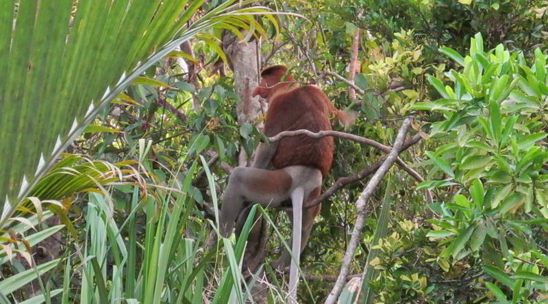 Proboscis monkey © Rima Suharkat