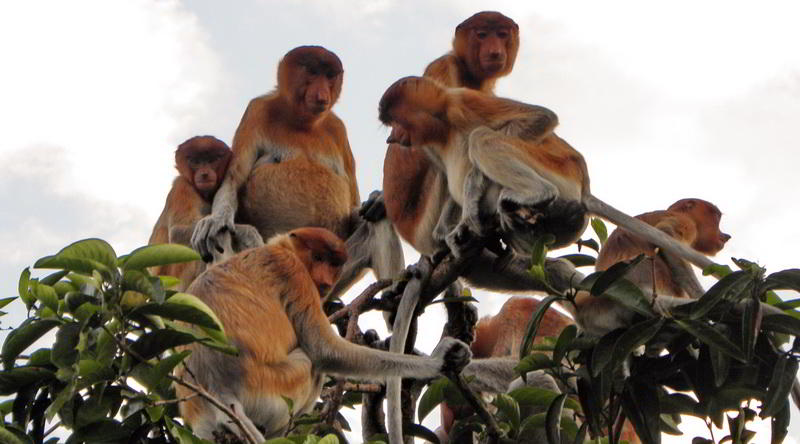 Proboscis monkey at Tanjung Puting © Oliver C. Thornton