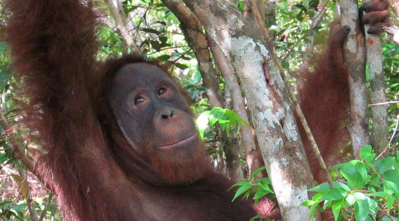 Orang-Utan at Tanjung Puting © Rima Suharkat