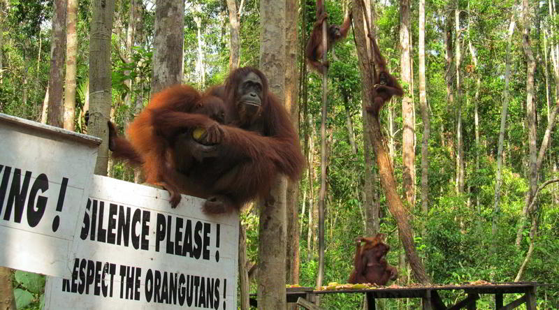 Orang-Utan in Tj. Puting © Rima Suharkat