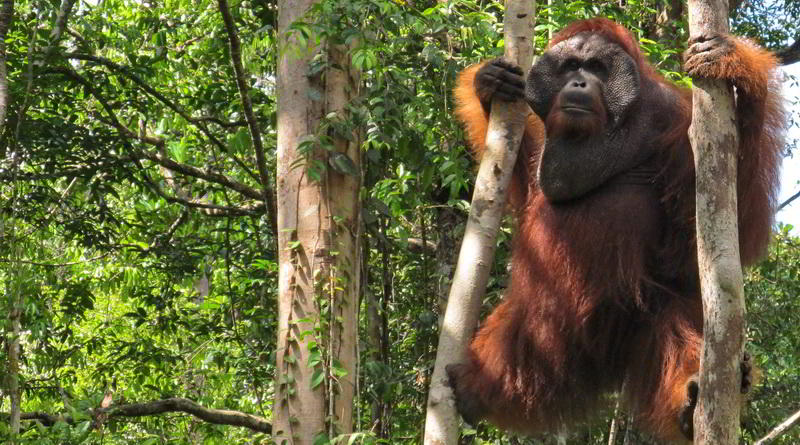 Orang-Utan at Tanjung Puting © Rima Suharkat