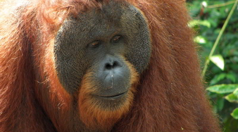 Orang-Utan Borneo © Oliver C. Thornton