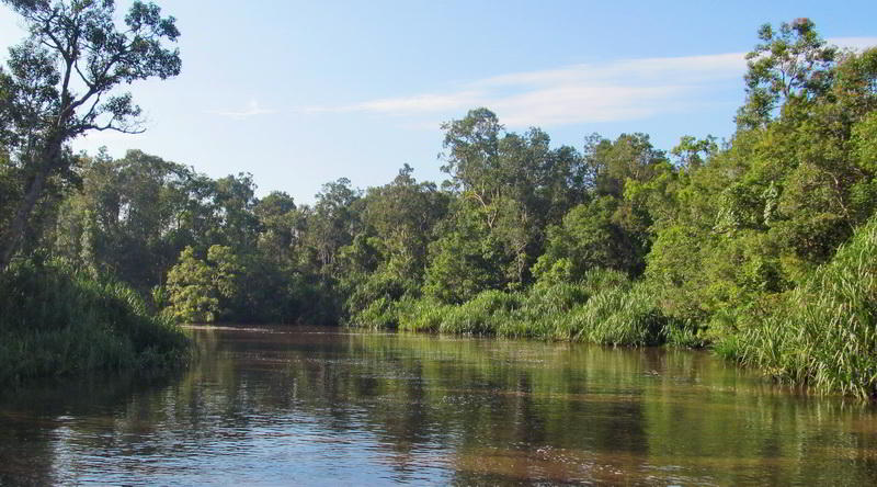 Jungle at Tanjung Puting © Rima Suharkat