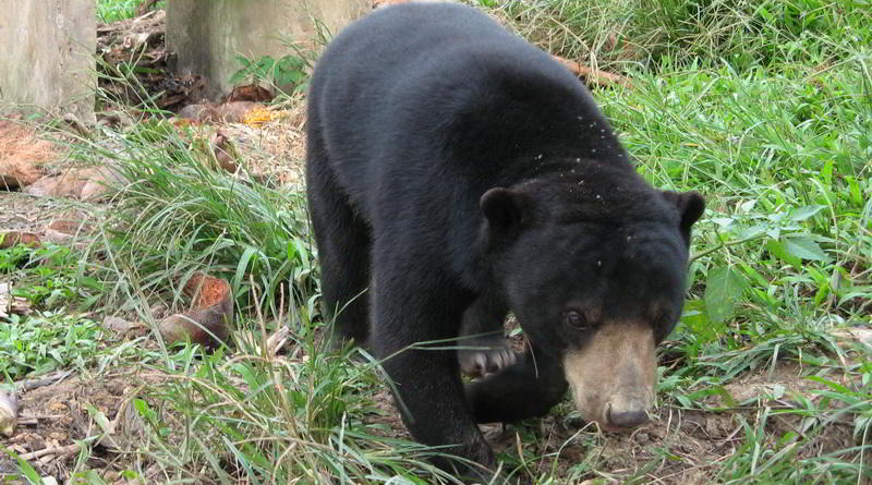 Sun bear