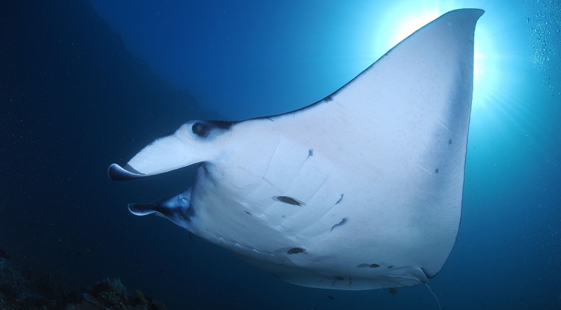 Manta im Komodo Nationalpark © Moana Cruising