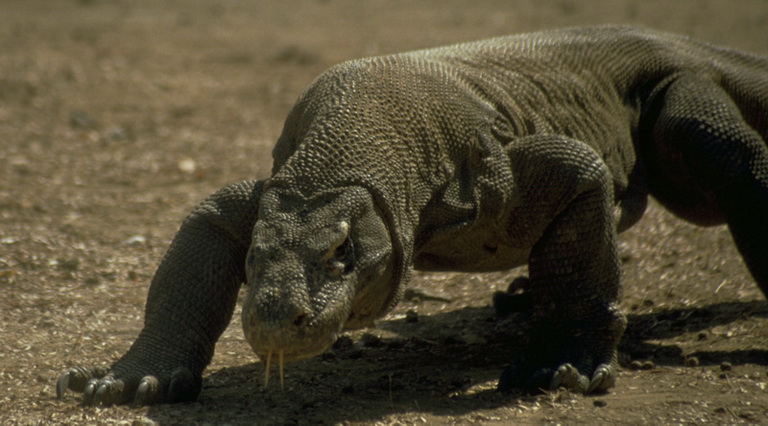 Komodo dragon