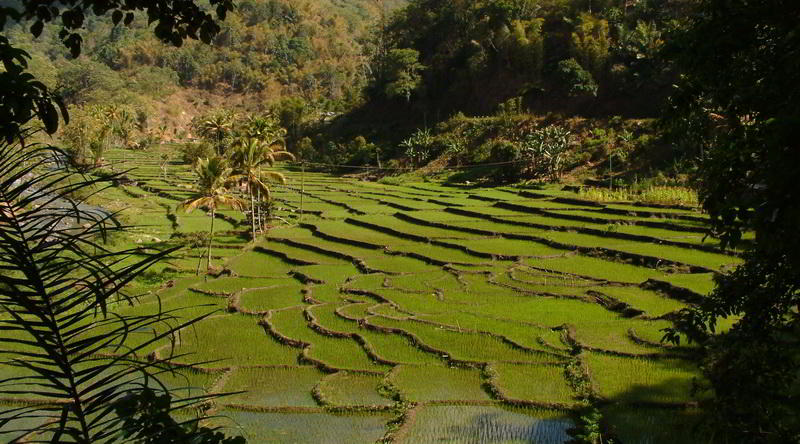 Rice Paddies are also common outside Bali