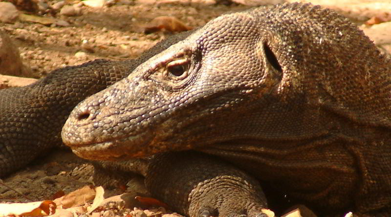 Komodo dragon