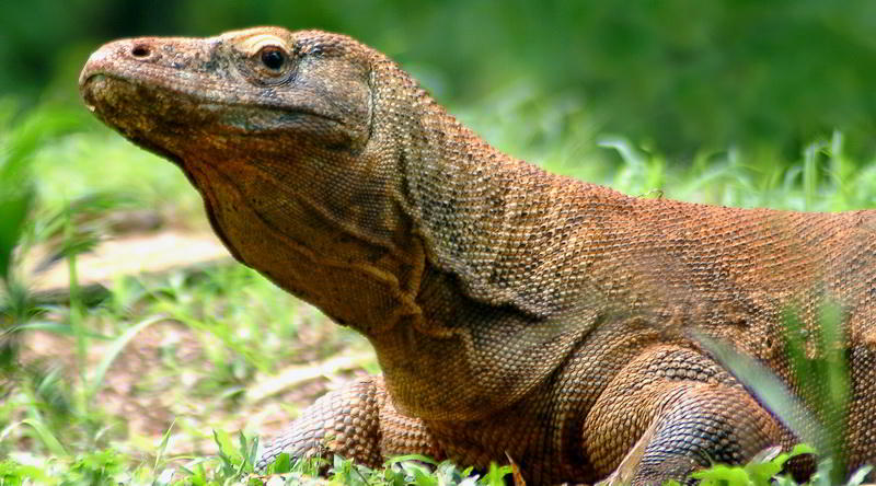 Komodo dragon © Ministry of Culture and Tourism, Republic of Indonesia