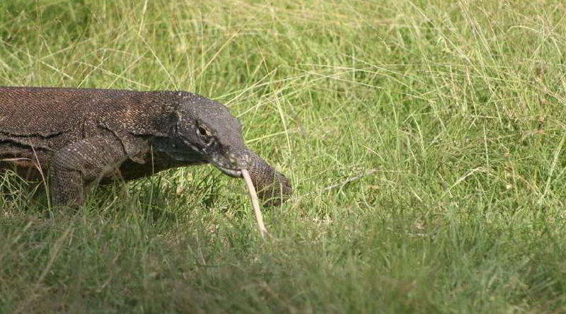 Komodo dragon © Christopher Missling