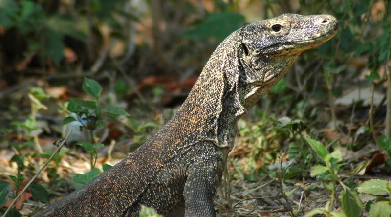 Komodowaran auf Rinca