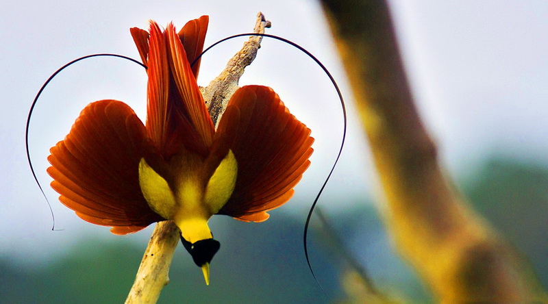 Red bird-of-paradise © Sea Trek Bali