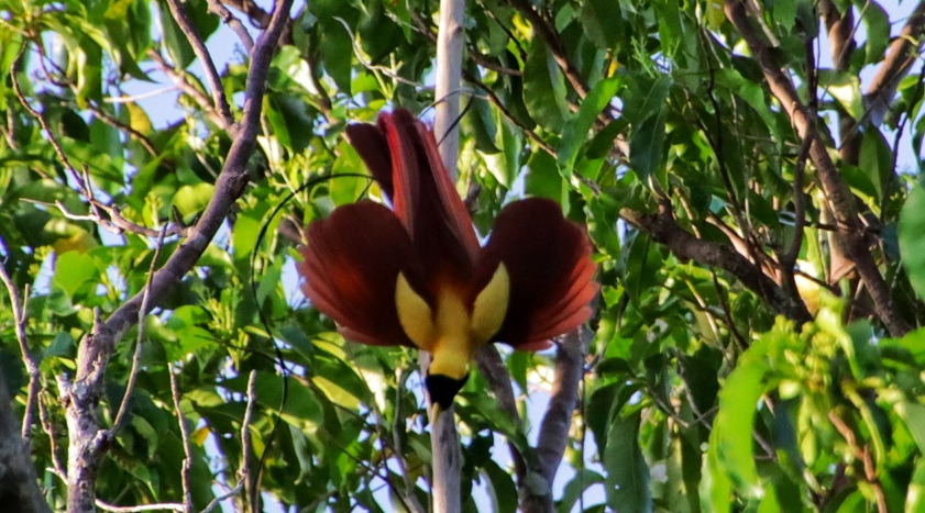 Red Bird of Paradise (Paradisaea rubra) © Sea Trek Bali