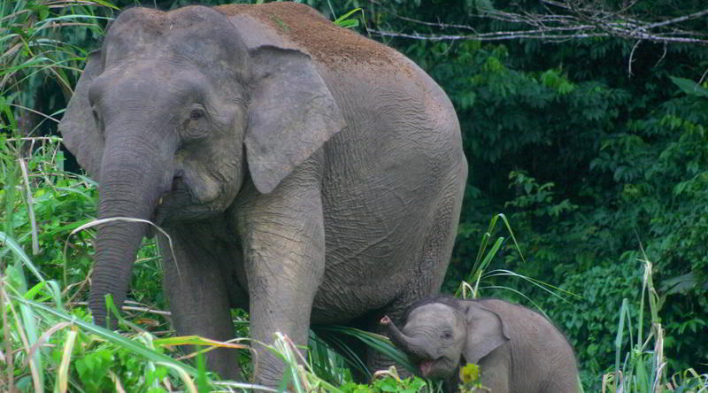 Pygmy Elephant © Sabah Tourism